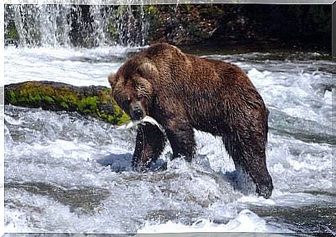 Grizzly bear on the hunt