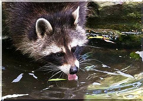 Raccoon drinking