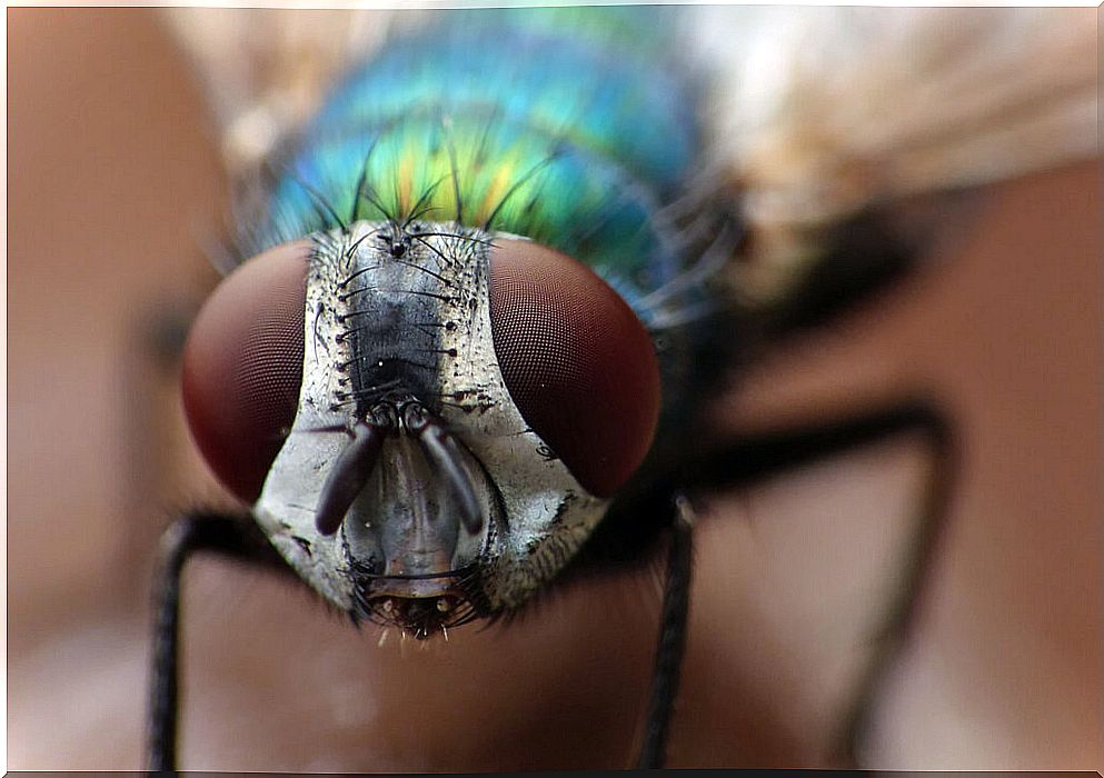 How do flies see?  In a truly amazing way