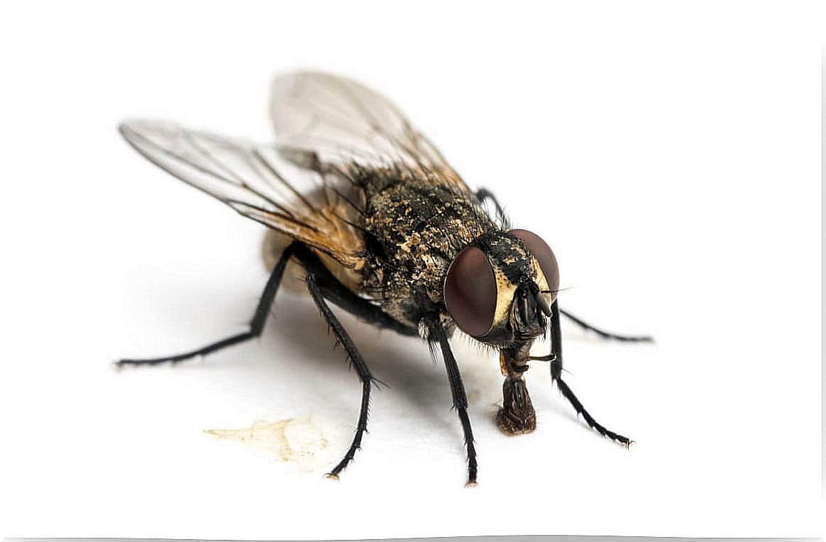 Flies are ovoviviparous animals depending on the type of reproduction.