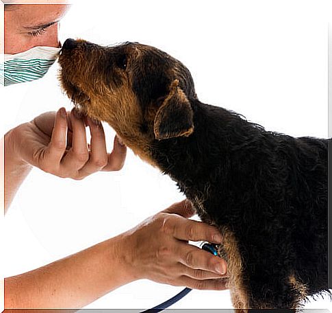 How do you know if your vet is good?
