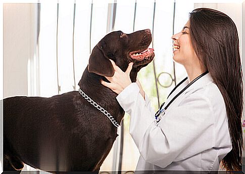 veterinarian woman with brown labrador