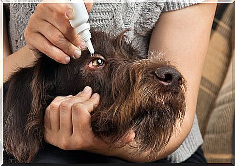 woman putting eye drops to dog