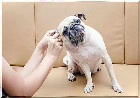 How to clean a dog's ears