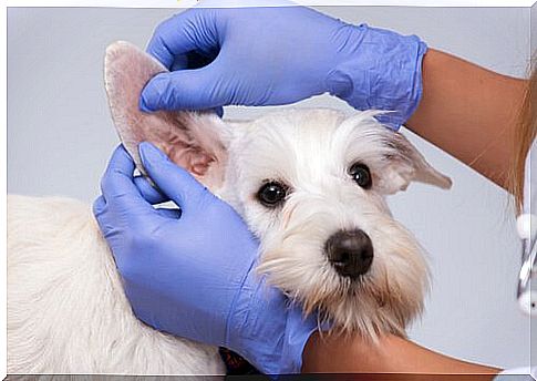 Veterinarian checks a dog's ears