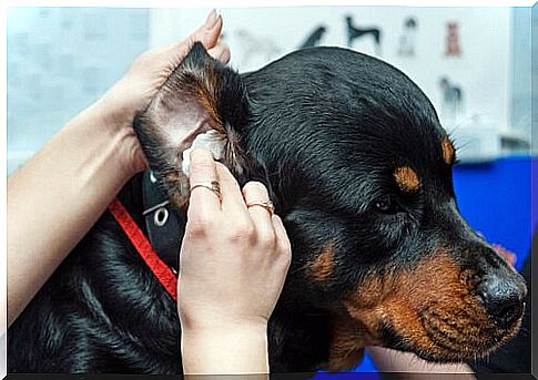 Mistress cleans the ears of a Rottweiler