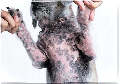 How to cure allergic dermatitis in dogs