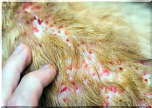 Allergic dermatitis in dogs can be due to flea bites