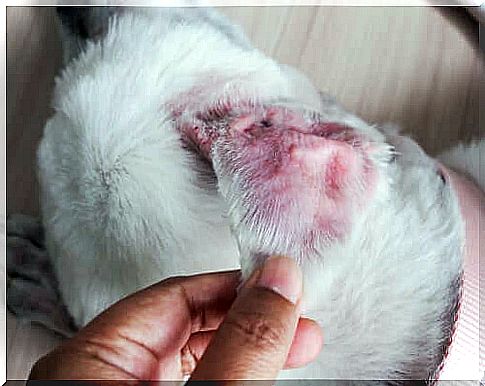 otitis externa can occur in dogs with allergic dermatitis