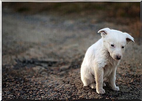 A dog left in the street