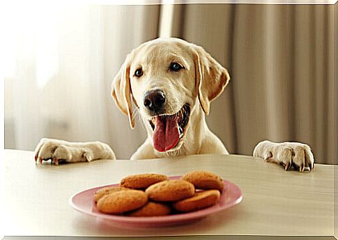 a smiling dog in front of some cookies