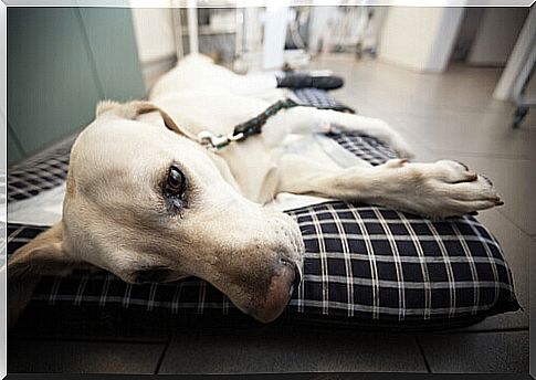 Newly operated dog in the veterinary emergency room