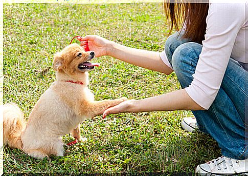 How to greet a dog for the first time