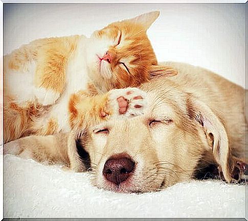 How to improve the coexistence between dog and cat