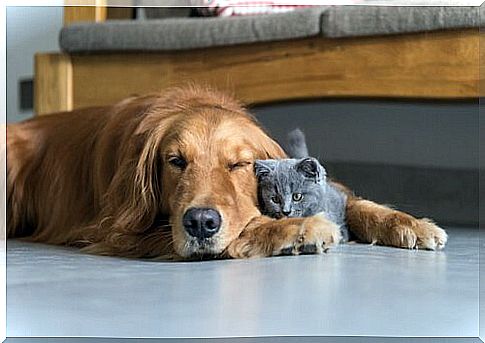 Dog and cat sleep on the floor