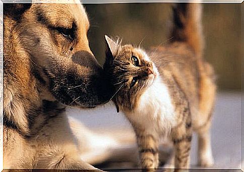 cat rubs on the rhinarium of a shepherd dog