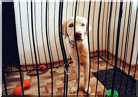 Dog inside an indoor fence with toys on the ground.