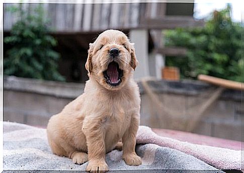 puppy dog ​​yawning 