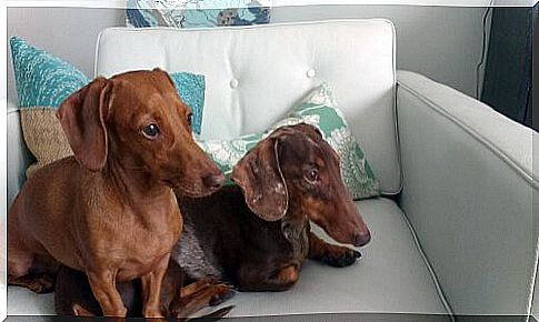 pair of dachshunds on the sofa