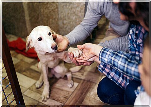 People who adopt a dog in a kennel.