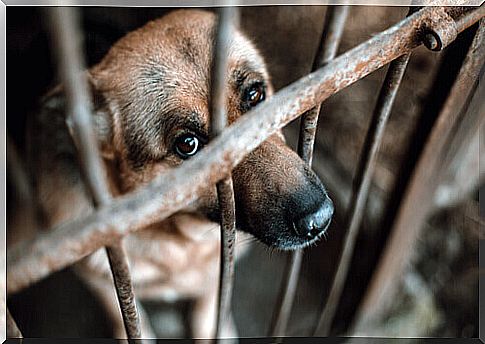 Sad dog inside a cage in a kennel.