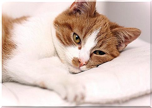 white and orange spots cat lying on the pillow