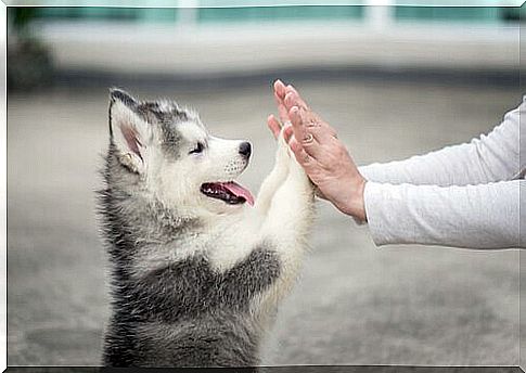 Husky puppy and master