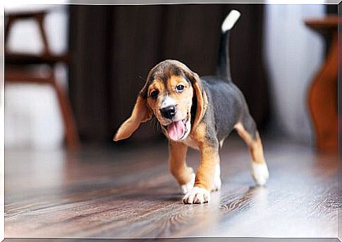 Beagle walks on the parquet at home