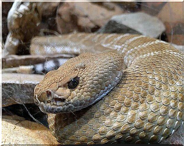 a house viper in the terrarium close up view