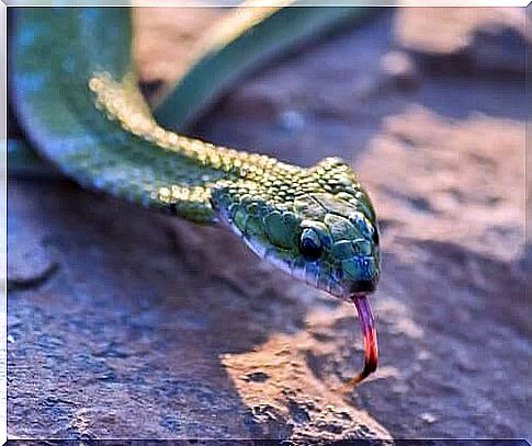 a green viper hisses on a rock