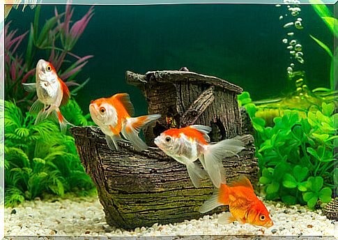 How to take care of the aquarium in winter