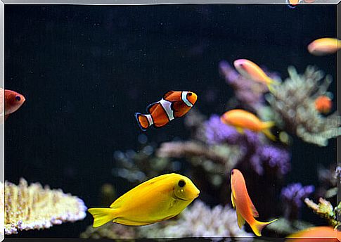 Fish of various species swim in an aquarium