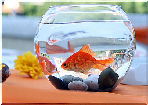 Goldfish in an aquarium