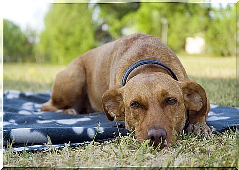 dog-lying-in-the-meadow