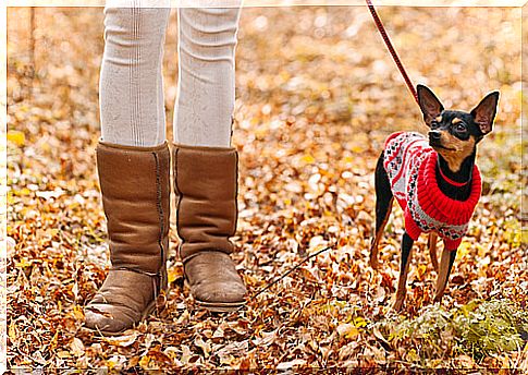 dog-walking-in-winter