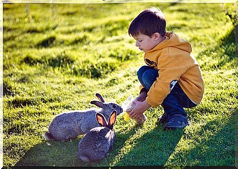 Child feeds two bunnies