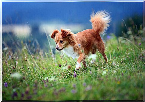 dog-walks-in-the-meadow