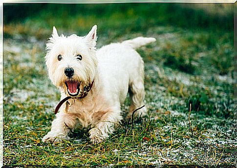 dog-in-the-meadow