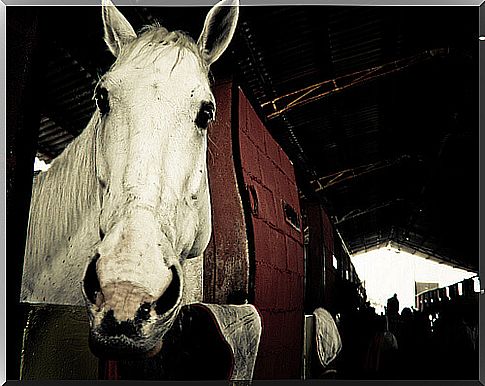 How to transport horses correctly