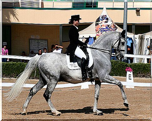 un cavallo grigio impegnato in una prova di dressage