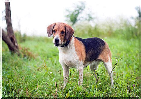 An Estonian hunting dog.