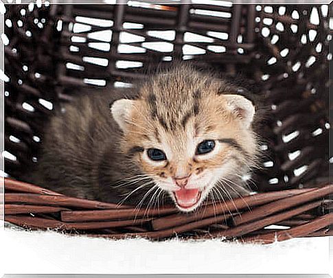 kitten in the basket