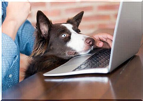 Dog with his head on the computer.