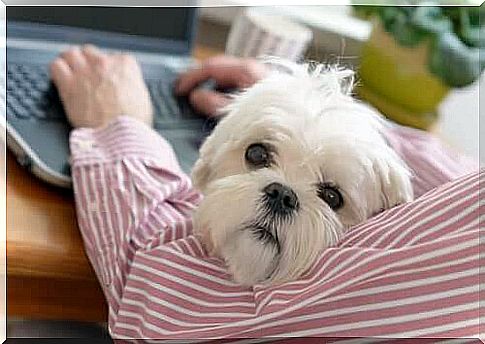 Person working on the computer with the dog in his arms.