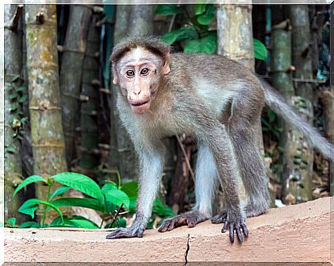 Indian beret macaque: a primate under threat