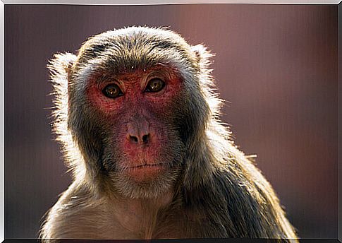 Rhesus macaque, close-up.