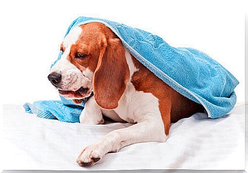 Infectious tracheobronchitis in dogs: causes, symptoms and treatment