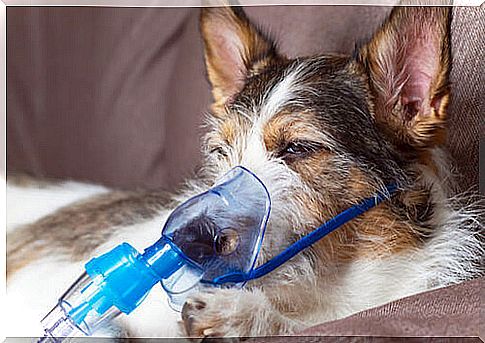 Respiratory dog ​​breathing through a mask.