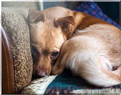 Anxious dog curled up on the armchair.