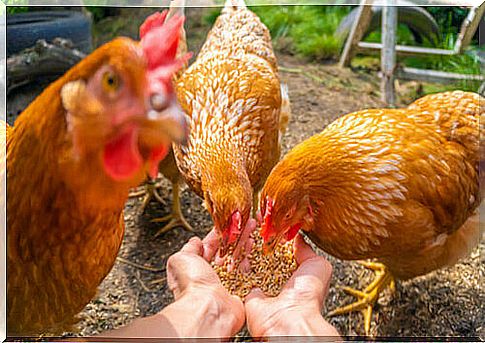 Intestinal health of poultry: the importance of nutrition